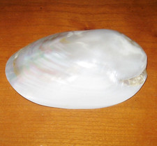 Vintage Natural Shell Belt Buckle Medium Beautiful Rare Tropical Shell World USA