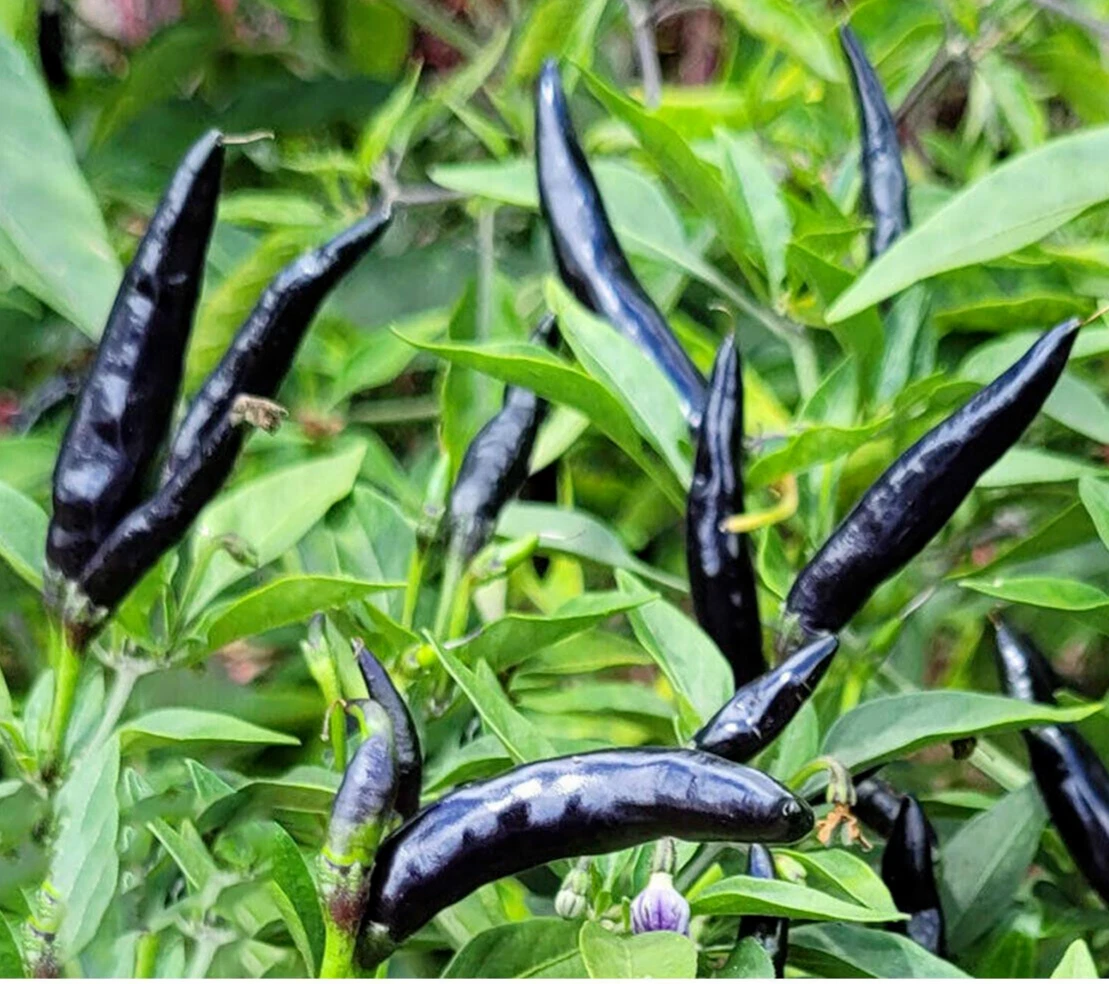 Black cobra pepper deals