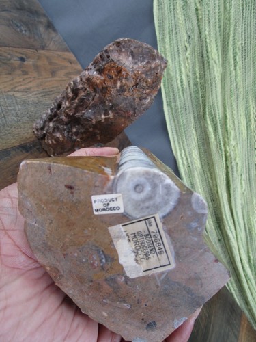 FOSSIL MARBLE BOOKENDS PAIR AMMONITES Morocco Vintage Rough Polished - Picture 16 of 18