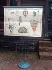 Antique /Vtg  A.J. Nystrom Jurica PH.D. Biology Series 24 Print Charts On Stand