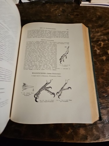 The Birds Of Minnesota By Thomas Roberts Vol I & II 1932 - Picture 21 of 24