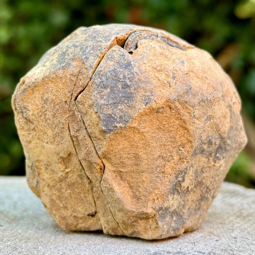 Rare Diacalymene Trilobite Nodule Fossil w/ Positive & Negative Halves - - 第 2/2 張圖片
