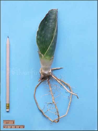 SANSEVIERIA Sp Nov km 42 No 21837 — Mafinga Tanzania — BLUE FORM • SUPER RARE - Picture 4 of 12