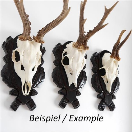 1 Pezzi Scudo Trofeo Intagliato Scudo Cervi Bock Scuro Cornuto-Morsetto - Picture 3 of 3