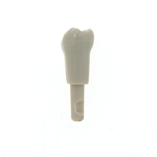 Modelo de Diente Dental con 32 Piezas Ajuste KaVo Modelo Básico Mecanismo de Retención de Dientes - Imagen 49 de 126