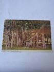 giant banyan tree in tropical florida vintage postcard