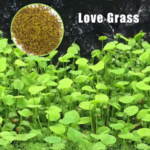 5g / Tasche Plant Seed Aquarium Wasser Gras Deko Garten Foreground * ⊿ - Bild 11 von 15