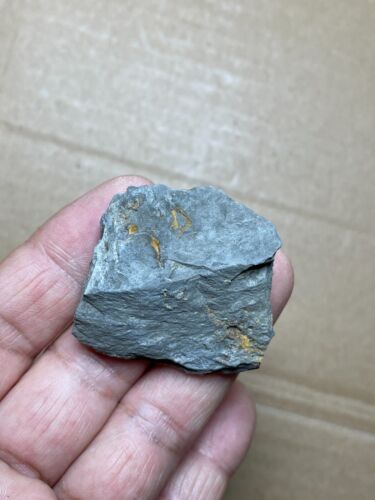 22g Silurian period Coronocephalus Trilobite tail specimen rock - Picture 15 of 15