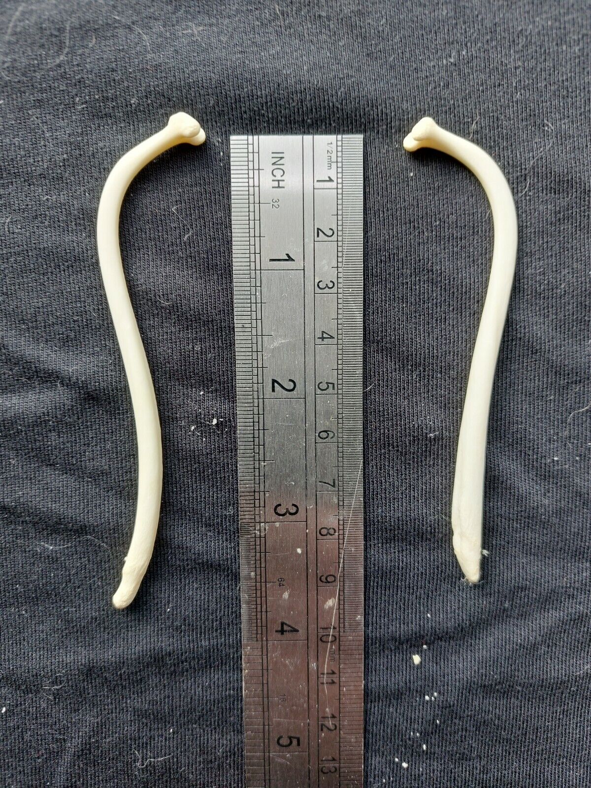 Real Genuine Raccoon Baculum Penis Bone Curio Collectible Gothic Taxidermy