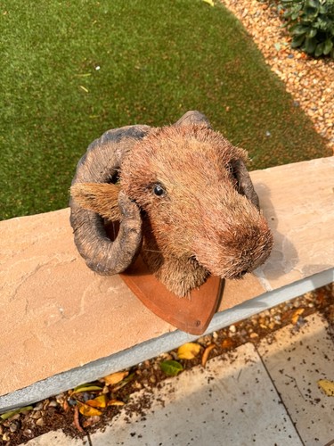 Rustic Ram Head Wall Mount – Faux Taxidermy with Bristle Fur & Resin Horns – 42c - Picture 2 of 9
