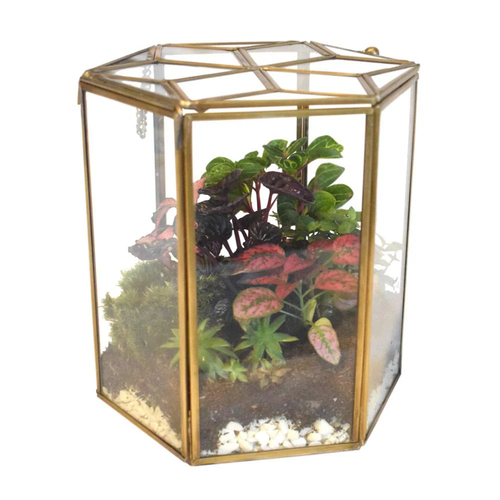Hanging Terrarium Round Miniature Glass Garden Terrarium Plant Display Botanical - Picture 7 of 7