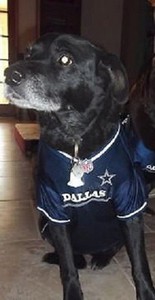 Dallas-Cowboys-Dog-Jersey-NFL-Officially-Licensed-Football-Pet-Product-Gear