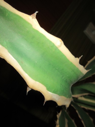 Cactus Succulent Artificial Plant Home Decor-Agave - Picture 2 of 7