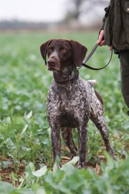 Karte Grußkarte Tiermotiv Jagdkarte Hundekarte German Pointer