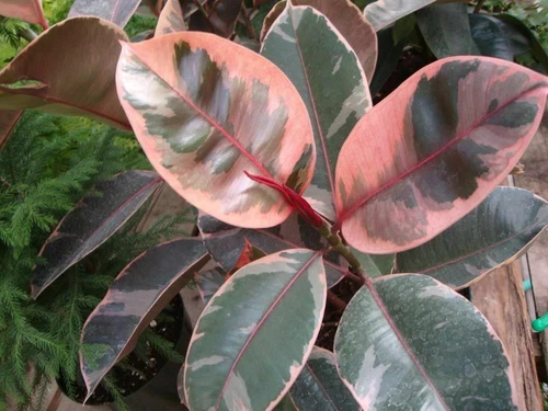 LIVE Ruby Ficus Elastica Starter Plant