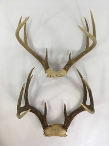 8 Point Deer Antlers