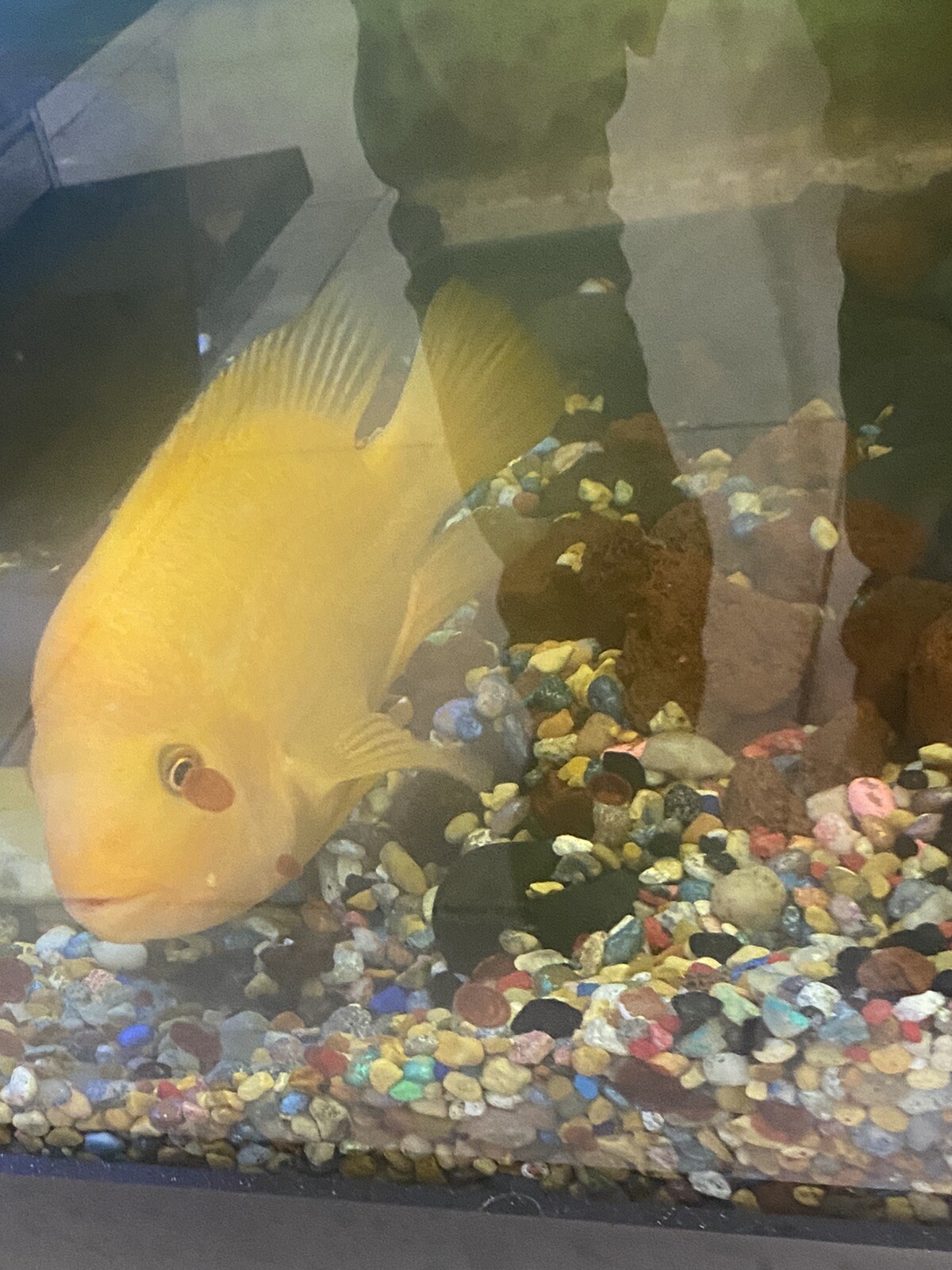 Female Red Devil Cichlid X-Large 9-10”Live Fish - Picture 8 of 11