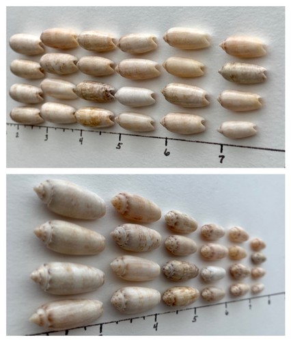 24 Olive seashells .5-1" beach crafts wedding natural shine craft shells #A5 USA - Picture 2 of 12