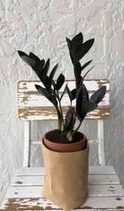 The Just Right Size Black Raven Zz Live Houseplant Zamioculcas Zamiifolia Rare Ebay The Just Right Size Black Raven Zz Live Houseplant Zamioculcas Zamiifolia Rare Ebay