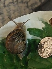 1 Large Land Garden Snail- Live Helix Aspersa Pet Cornu Aspersum