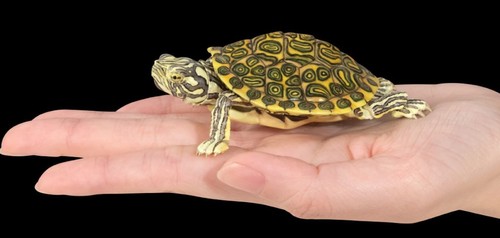 【Usado】 Figura de acción Bandai Gashapon Turtle 02 AVANCE Rio Grande Cooter Turtle - Imagen 14 de 14