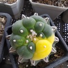RareSucculent Plant Cactus Variegated WYSIWYG Boutique Garden Decor