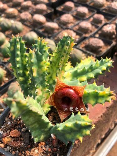 5cm Kaktus Pflanze Stapelia pulchella variegated (Multi-Heads) Asclepiadaceae selten - Bild 8 von 12