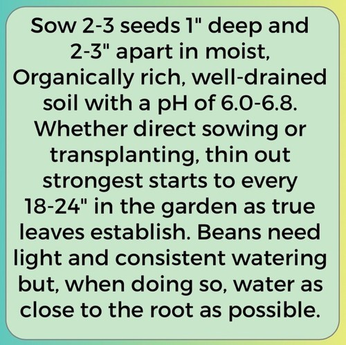 Seeds Vegetable NON-GMO Organic Romaine Lettuce Black Eye Cowpeas Clemson Okra - Picture 11 of 125