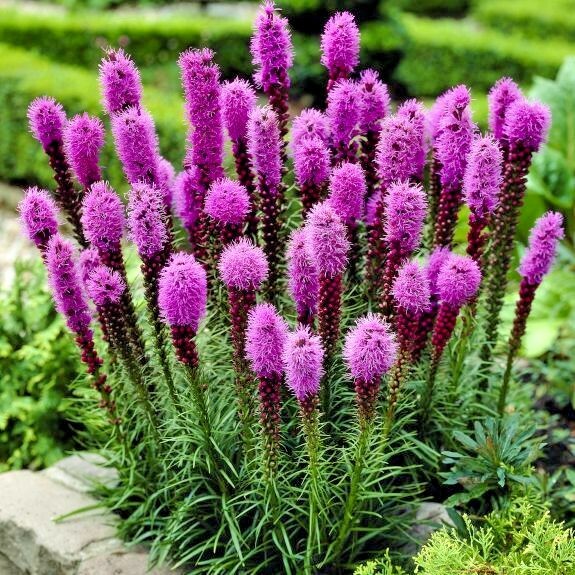 100+ MARSH Dense BLAZING STAR Seeds Gay Feather Native