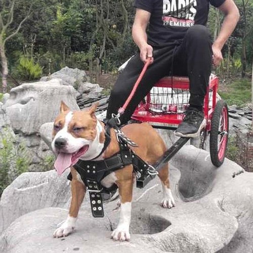 Dog Weight Pulling Harness for Pitbulls Large Dog Padded Harness Vest Heavy Duty - Bild 10 von 13