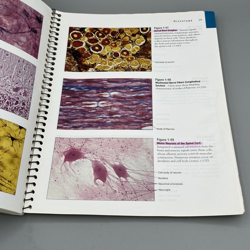 Laboratlas der Anatomie & Physiologie - Sechste Auflage - Eder, Douglas - Bild 10 von 15