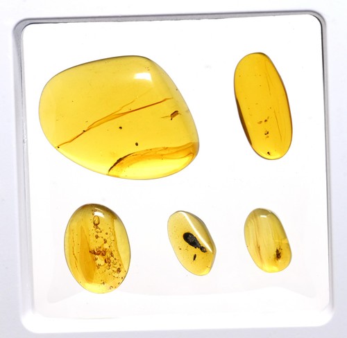 GENUINE Fossil Insect Inclusion in Burmese amber - Price per 3 pieces - Picture 11 of 12