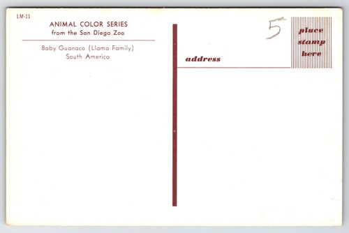 Postal Bebé Guanaco Lama guanicoe San Diego Zoológico California Llama Familia - Imagen 2 de 2