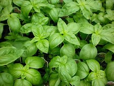 1/2 oz Sweet Basil Seeds, Genovese, Bulk Herb Seed, Heirloom Non-Gmo Seed 8000ct
