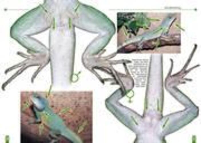 Thumbnail - Die Grüne Wasseragame | Physignathus Cocincinus | Heiko Werning |