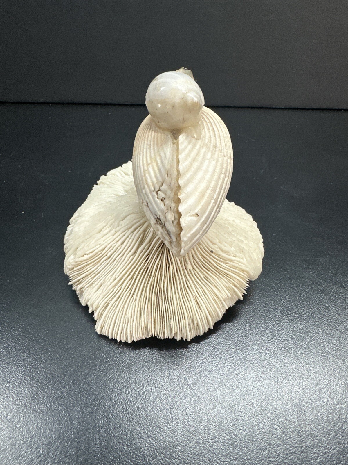 Picture 4 of 5