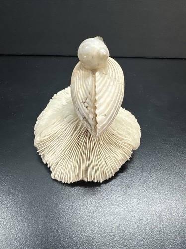 Vintage Seashell Art Souvenir Bird Sculpture - Picture 4 of 5