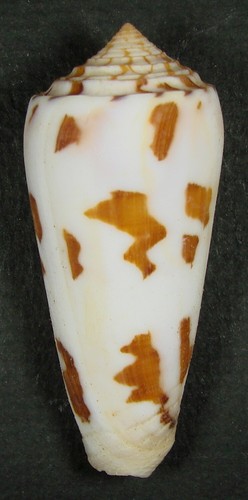 CONUS GUBERNATOR 64.04mm SUPER CHOICE RARE SPECIMEN Nossi Be, Madagascar