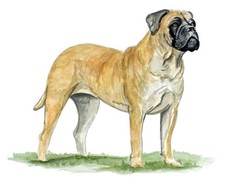Decal Vinyl Sticker Bull Mastiff - Printed Vinyl Decal Made in USA