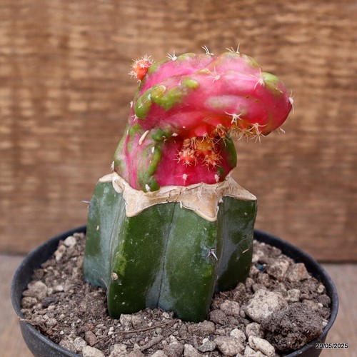 D4413 MYRTILLOCALYCIUM QUIMERA INJERTO ABIGARRADO maceta 10-H10-W6 cm MaMa Cactus - Imagen 2 de 4
