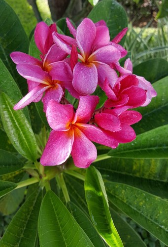 Plumeria - Frangipani, Pink 10 Seeds, Fresh 2025, From South West Florida - Picture 12 of 16