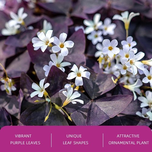 20pcs Purple Oxalis Shamrock Bulbs Oxalis Triangularis Bulb for for Fall - Picture 5 of 7