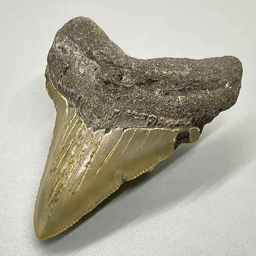Serrated Complete 2.66" Fossil MEGALODON Shark Tooth - USA - Picture 3 of 6