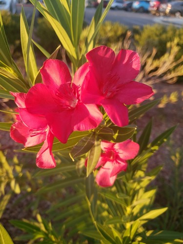 Red Oleander, Fresh Flower Nerium Tree Bush House Plant, 60 2024 Seeds (07) - Picture 2 of 6