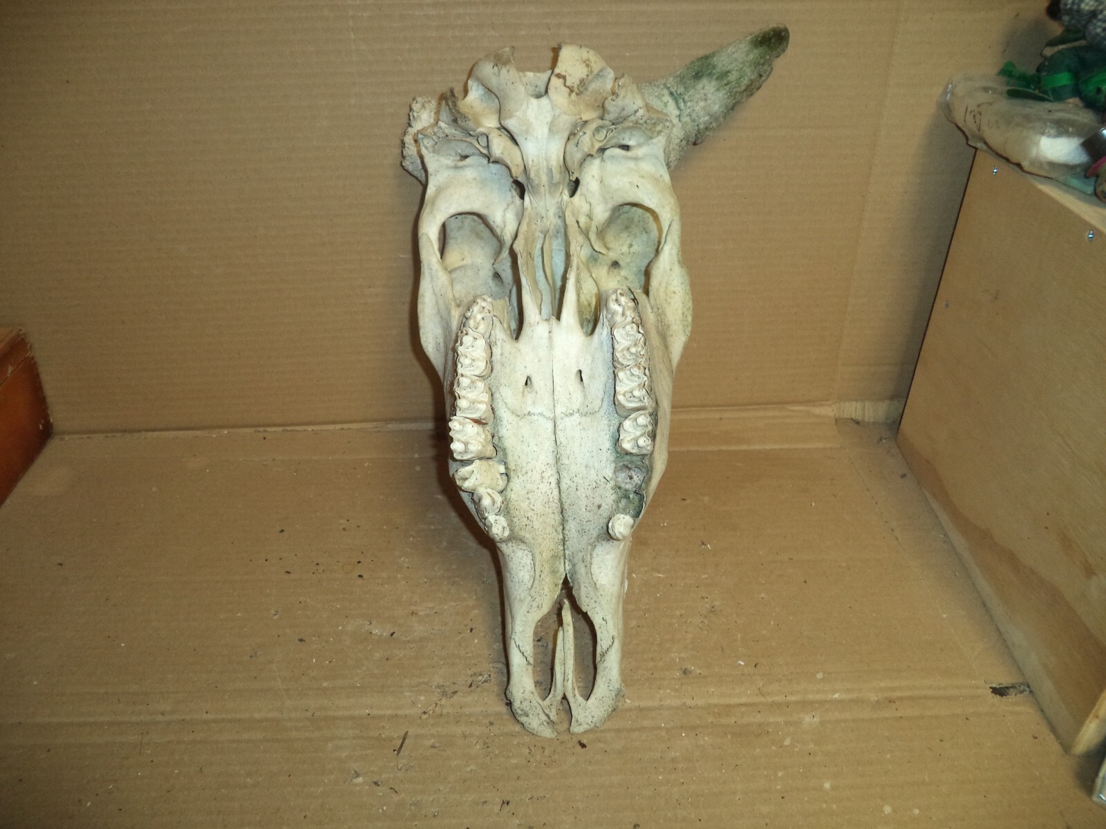 Picture 3 of 5
