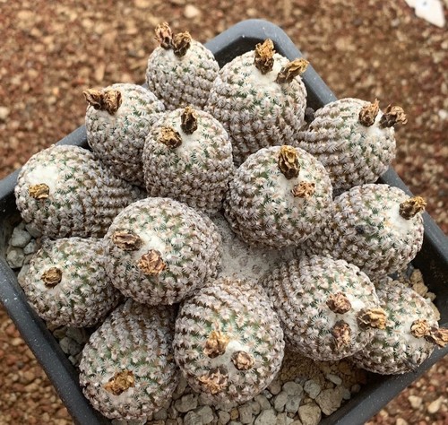 Rare Plant Turbinicarpus valdezianus WYSIWYG Self Rooted - Picture 3 of 3
