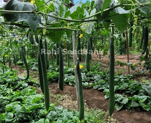 Smooth Luffa Sweet 5-50 Seeds Sponge Gourd Spring Summer Autumn Vegetables - Picture 5 of 29