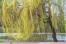 Golden Willow Tree Cuttings 10 Pack Easy To Grow