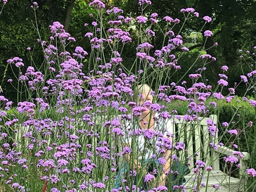 Card: "Burrows Farm Gardens, Devon, Geranium" #PeterBrighousePhotography - Picture 7 of 12