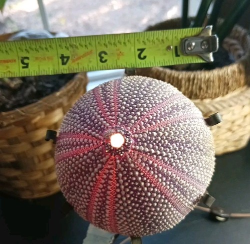 Vintage Sea Urchin Shell & Burl Wood Lamp by Curtis Jere - Picture 10 of 20